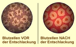 Kinotakara Blutzellen